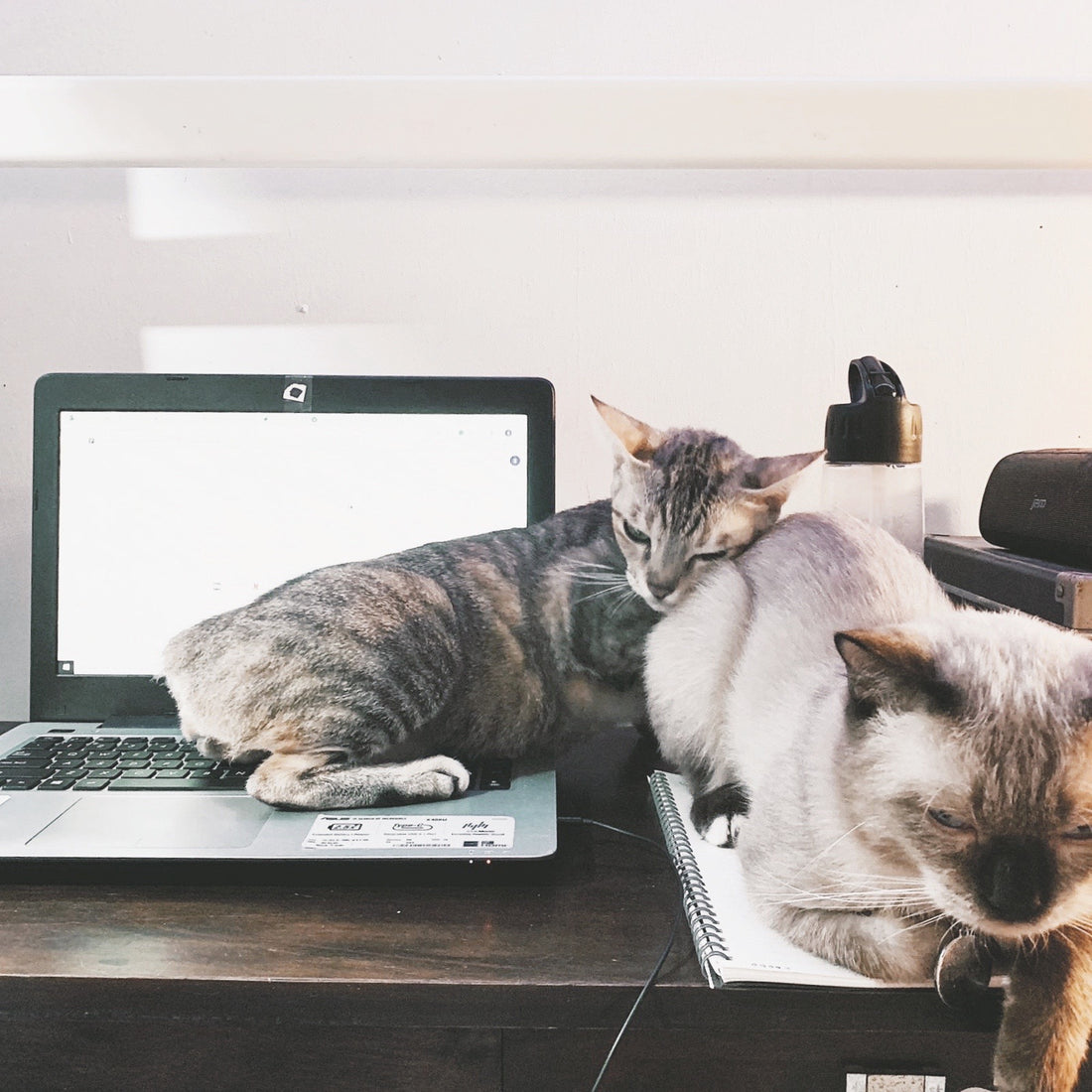 WFH things only cat people will understand